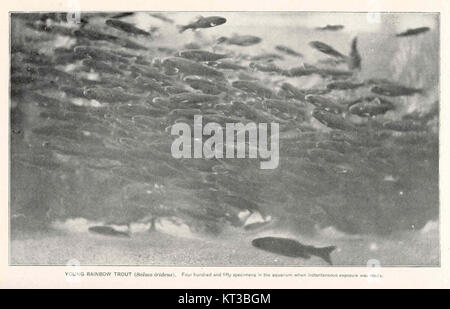 Dieses Foto zeigt eine Gruppe von 450 jungen Regenbogenforellen (*Salmo irideus*) in einem Aquarium zum Zeitpunkt der sofortigen Exposition. Regenbogenforellen sind eine beliebte Art für Freizeitfischen und Aquakultur, bekannt für ihre leuchtende Farbe und ihre Anpassungsfähigkeit an verschiedene Umgebungen. Stockfoto