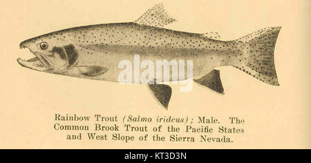 Die Regenbogenforelle (Salmo irideus) ist eine Art, die im Pazifik und am westlichen Hang der Sierra Nevada vorkommt und für ihre lebendigen Farben und ihre Bedeutung in Süßwasserökosystemen bekannt ist. Stockfoto