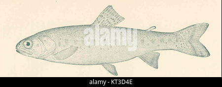 Ein Bild einer jungen Regenbogenforelle (Salmo irideus), katalogisiert unter der Aktenzeichen 41458. Regenbogenforellen sind in Nordamerika beheimatet und sowohl bei der kommerziellen als auch bei der Freizeitfischerei beliebt. Stockfoto