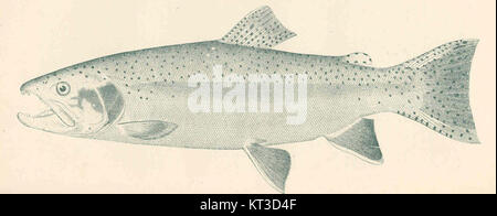 Die Regenbogenforellen (Salmo irideus) sind eine in Nordamerika heimische Fischart, die für ihr farbenfrohes Aussehen bekannt ist. Es ist ein beliebtes Ziel für Sportfischen und wird in Seen und Flüssen für Freizeitfischen häufig vorrätig. Stockfoto