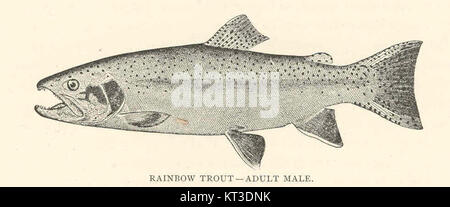 Ein Bild der ausgewachsenen männlichen Regenbogenforelle (Salmo irideus Gibbons), einer eingeführten Art, die ihr unverwechselbares Aussehen und ihren Lebensraum in verschiedenen Süßwasserökosystemen unterstreicht. Stockfoto