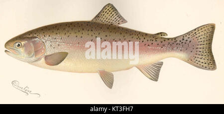 Die Regenbogenforelle (Salmo irideus) ist eine Fischart, die in Nordamerika beheimatet ist, aber weltweit weit verbreitet ist. Es ist wegen seiner anspruchsvollen Natur und seiner lebhaften Färbung beliebt für Sportfischen. Stockfoto