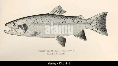 Die Regenbogenforelle (*Salmo irideus*), gekennzeichnet durch die Katalognummer 43024, ist ein ausgewachsener Fisch aus Verona, Missouri. Diese Art ist weithin bekannt für ihre lebendige Färbung und kommt häufig in Süßwasserbächen und Seen vor, die sowohl bei der Freizeitfischerei als auch in der Aquakultur beliebt sind. Stockfoto