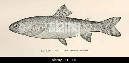 Das Bild zeigt eine junge Regenbogenforelle (Salmo irideus), eine Art, die häufig in Süßwasserökosystemen vorkommt. Diese Art ist bekannt für ihre lebendige Färbung und ihre Anpassungsfähigkeit an verschiedene aquatische Umgebungen. Stockfoto