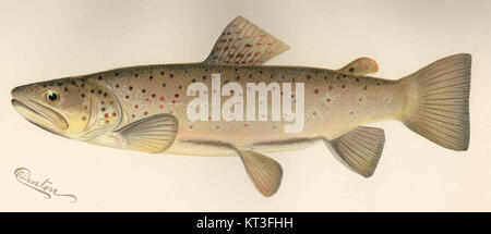 Die Braune Forelle 43029 (Salmo fario), in den Vereinigten Staaten auch als von-Behr-Forelle bekannt, ist eine in Europa heimische Art. Er kommt häufig in kalten, klaren Gewässern vor und ist bei Anglern wegen seiner sportlichen Eigenschaften beliebt. Stockfoto