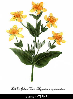 Diese Illustration von *Hypericum ascyron*, auch bekannt als das große Johanniskraut, wurde von Mary Vaux Walcott geschaffen. Sie zeigt die Pflanze detailreich und zeigt ihre unverwechselbaren Blüten und Blätter. Walcotts botanisches Werk ist bekannt für seine wissenschaftliche Genauigkeit und Kunstfertigkeit. Stockfoto