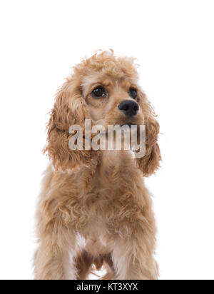 Close up teilweise frontal Porträt eines goldenen Cocker Spaniel Welpen posiert auf der Seite von Weiß in einem niedrigen Winkel anzeigen isoliert Stockfoto