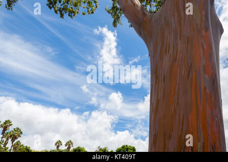 Stamm eines Eukalyptus deglupta Baum in Oahu, Hawaii zeigt die typische Schälen der Rinde, grünes Holz, unter denen Änderungen Farben durch eine ra Stockfoto