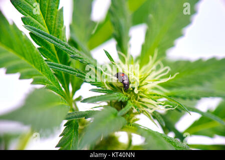 Detail der schwarzen Marienkäfer kriecht auf einer Cannabispflanze auf weißem Hintergrund Stockfoto