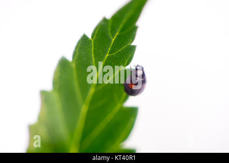 Detail der schwarzen Marienkäfer kriecht auf einer Cannabispflanze auf weißem Hintergrund Stockfoto