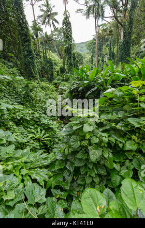 Üppig grüne Laub Vegetation in einem Regenwald auf die Manoa Falls Trail in der Manoa Valley, Oahu, Hawaii, USA Stockfoto