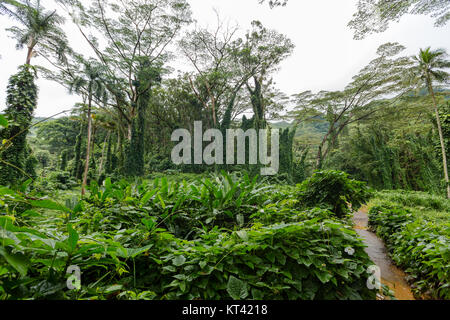 Fußweg durch üppige tropische Vegetation und Palmen mit Kletterpflanzen auf die Manoa Falls Trail in Oahu, Hawaii, einem beliebten malerischen Wanderweg t Stockfoto