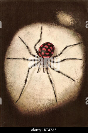 Latrodectus tredecimguttatus, auch bekannt als die mediterrane schwarze Witwe, ist eine giftige Spinnenart, die in Südeuropa und Teilen Nordafrikas vorkommt und für ihre charakteristischen Markierungen und ihr starkes Gift bekannt ist. Stockfoto
