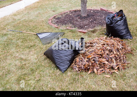 Raked Haufen getrockneter Blätter im Herbst in einem Garten neben schwarzen Kunststoff Abfallsäcke und ein Metall rake liegen auf einer Wiese während der Reinigung das neighborhoo Stockfoto