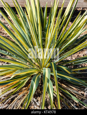 Yucca filamentosa, 'Color Guard' nach einem Einfrieren mit Blüten gegangen. Oklahoma City, Oklahoma, USA. Stockfoto