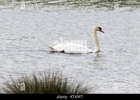 Schwan im Biotop Stockfoto