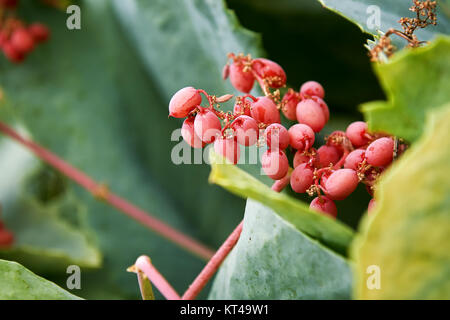 Cyphostemma juttae Obst, auch bekannt als Wild Grape, Baum Trauben und Traubenmost in Namibia Stockfoto