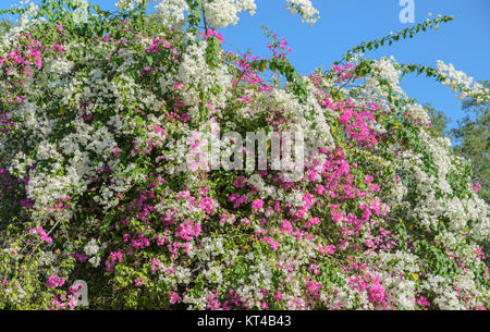 Weiße und rosafarbene Bougainvillea baum Wand Stockfoto