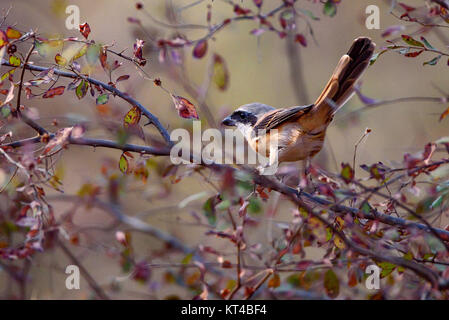 Long-tailed oder rufous-backed shrike Lanius Illustr. Stockfoto