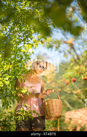 Junge Frau oben auf einer Leiter pflücken Äpfel aus einem Apfelbaum an einem schönen sonnigen Sommertag Stockfoto