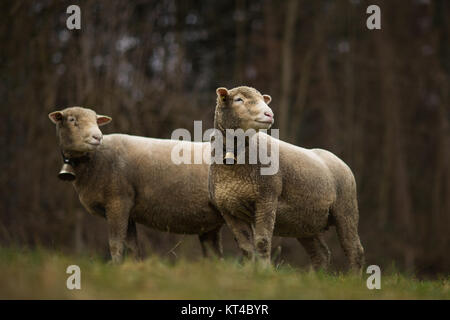 Eine Herde Schafe weidet auf der grünen Wiese in der Schweiz Stockfoto