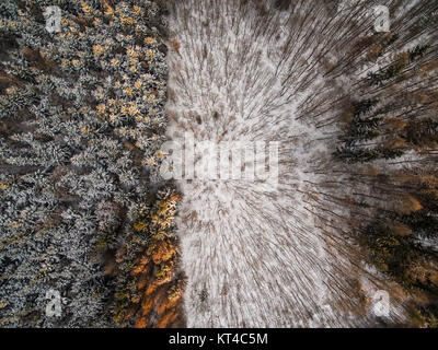 Luftaufnahme des Winterwaldes - Bäume mit Schnee bedeckt Stockfoto