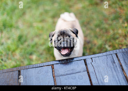 Neugierig und niedliche Mops Hund auf dem Rasen. Stockfoto