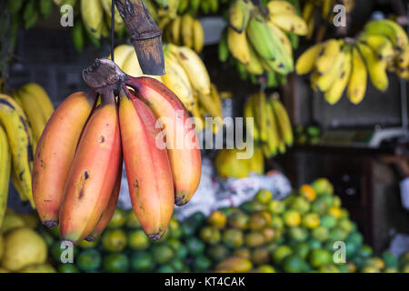 Rote, gelbe und grüne Bananen hängen zum Verkauf auf dem Markt, Kandy, Sri Lanka Stockfoto