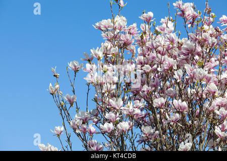 Anzeige der Laubbäume Pink Magnolia x Soulangeana, oder Untertasse Magnolia, Blumen auf dem Baum im Frühjahr Stockfoto