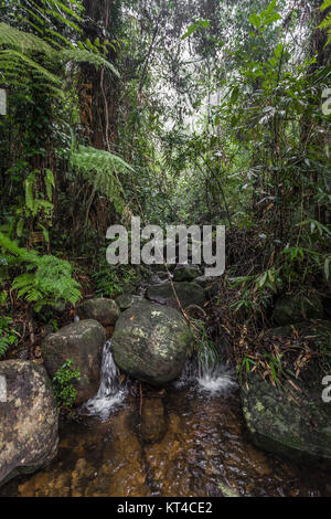 Pfad im Dschungel. Sinharaja Regenwald in Sri Lanka. Stockfoto