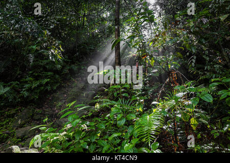 Sonnenlicht Strahlen Gießen Sie durch Blätter in einem Regenwald im Sinharaja Forest Reserve, Sri Lanka. Stockfoto