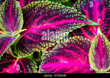 Nahaufnahme von Coleus Blätter (Painted Brennnessel, Flamme Brennnessel) Stockfoto