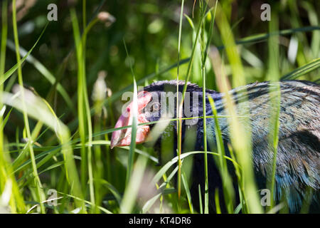 Takahe, (Porphyrio Hochstetteri) als ein seltenen einheimischen Vogel Neuseelands einmal ausgestorben, Kratzen auf Nahrungssuche Stockfoto
