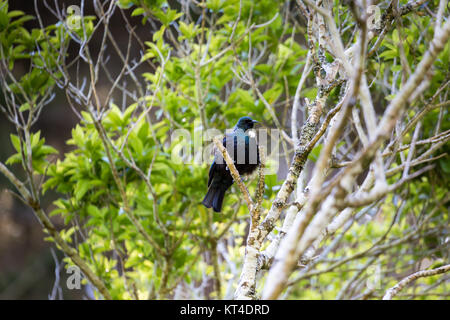 TUI-Vogel / aus Neuseeland stammende männliche Tui mit der weißen Fahne gilt als ein nationales Symbol Stockfoto