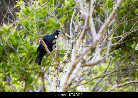 TUI-Vogel / aus Neuseeland stammende männliche Tui mit der weißen Fahne gilt als ein nationales Symbol Stockfoto