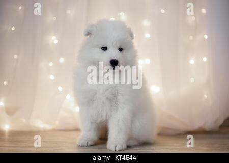 Samojeden Welpen Stockfoto