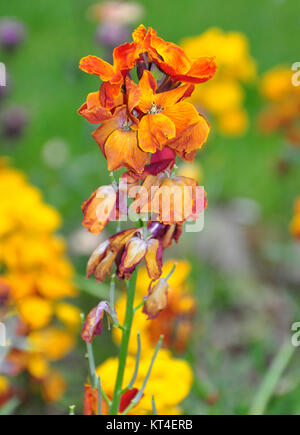 (Goldlack Erysimum cheiri) Stockfoto