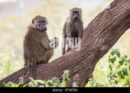 Pavian - Tarangire National Park - Wildreservat in Tansania, Afrika Stockfoto