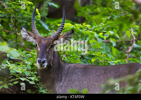 Impala und Gazelle im park Stockfoto