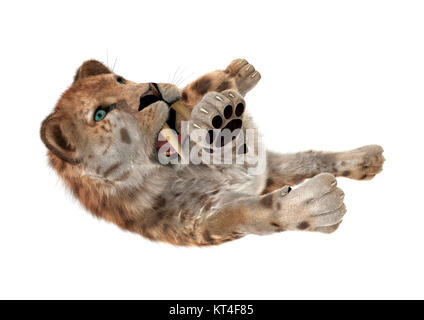 3D-Rendering Sabertooth Tuger auf Weiß Stockfoto