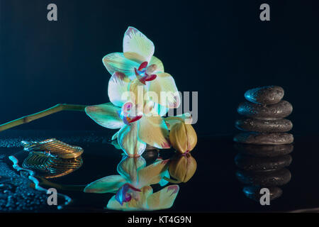 Gelbe Orchidee Stockfoto