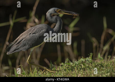 Louisiana Reiher, Dreifarbige Heron (Egretta tricolor) Stockfoto