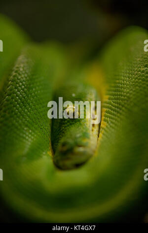 Emerald Tree Boa Corallus caninus Stockfoto