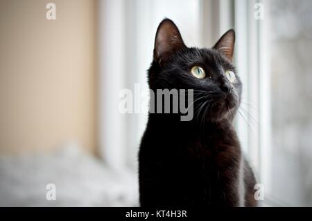 Kätzchen für Annahme von einer Non-Profit-Organisation in London Ontario verfügbar Stockfoto