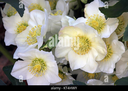 Blüten des Schneerosenes helleborus Stockfoto