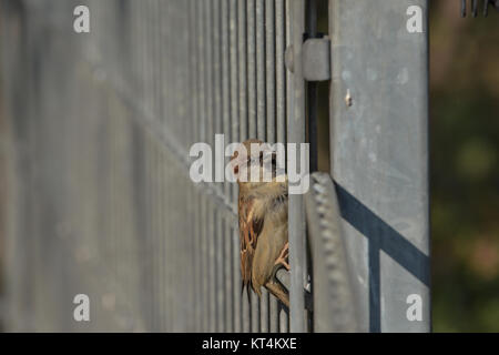 kleiner Spatz Stockfoto