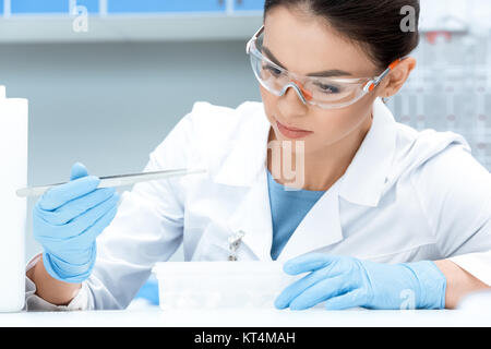 Porträt von konzentrierten Wissenschaftler in schützende Brille und Handschuhe machen experiment Stockfoto