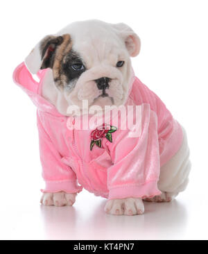 Sieben Wochen alte Bulldogge Welpen trägt einen rosa Wappen auf weißem Hintergrund Stockfoto