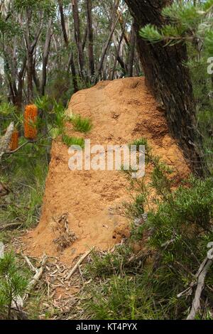 Termite Hügel im Wald Stockfoto