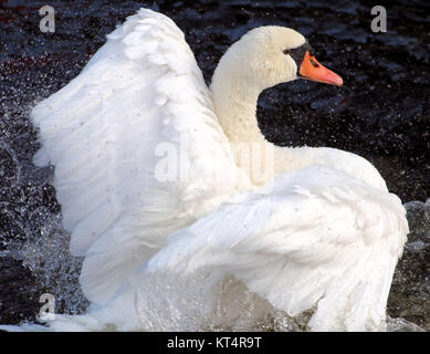 Schöne Höckerschwan plantschen und ihre herrlichen Flügel der Weißen anzeigen, als ob Tanzen in See Stockfoto